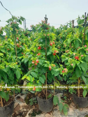 Vườn dưỡng nguyên những cây hoa Sử Quân Tử đã tuyển chọn, chiều cao 1m6