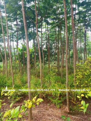 Vườn cây Phượng Phật Y lâu năm, đường kính gốc 7 - 8cm