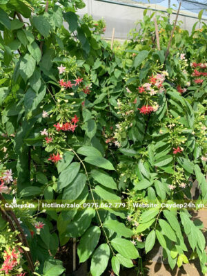 Cây Sử Quân Tử lâu năm, chiều cao khoảng 2m