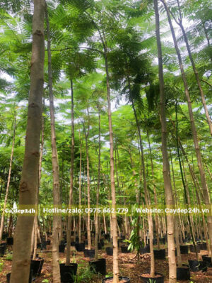 Khu vườn trồng cây Phật Y lâu năm, chiều cao khoảng 4 - 5m