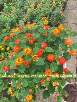 Hoa Ngũ Sắc tán đẹp, chiều cao của cây khoảng 50 - 60cm