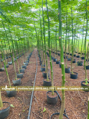 Vườn cây giống Phật Y vàng đường kính thân 3cm