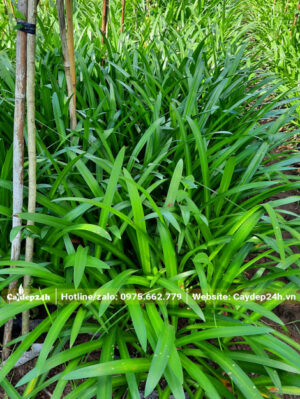 Thảm xanh được tạo nên từ những cây Bạch Trinh Biển cao 50cm