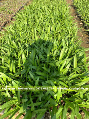 Cây trồng trong bầu đất, xếp thành những luống dài, luống rộng khoảng 1.2m