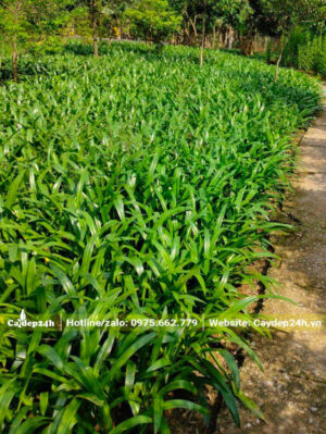 Cả nghìn cây Bạch Trinh Biển nguyên bầu đang dưỡng tại vườn