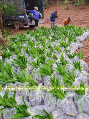 Bọc cây hoa Bạch Trinh Biển theo túi, khoảng 10 - 20 cây/túi