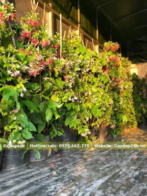 Sử Quân Tử sẵn hoa, đã bốc và xếp gọn lên thùng xe tải