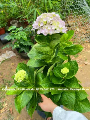 Chọn cây Cẩm Tú Cầu hoa đẹp tại nhà vườn