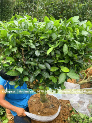 Thợ làm vườn đang bọc bầu đất của cây chè xanh mới bứng