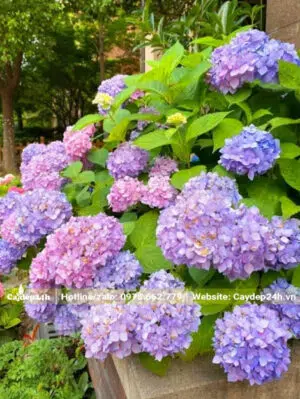 Cây Cẩm Tú Cầu trồng bồn hoa trước nhà