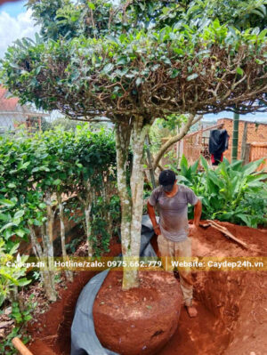 Bứng bầu đất cây trà cảnh tán ô cao hơn 2m