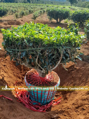 Chè Xanh bứng nóng chiều cao khoảng 80cm không tính bầu đất