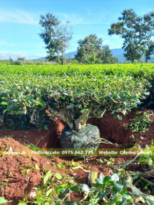 Bứng nóng cây chè xanh cảnh đẹp, đường kính gốc 12 - 15cm