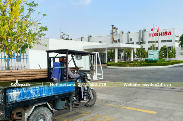 Dự án cải tạo và trồng cây cho nhà máy