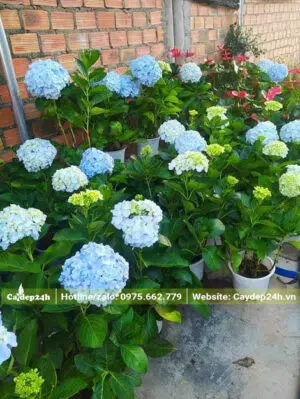Những chậu cây hoa Cẩm Tú Cầu màu xanh trắng