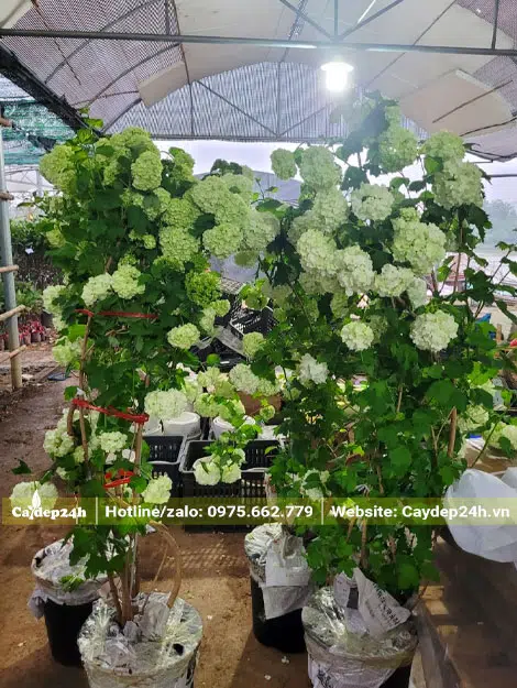 Buộc và đóng gói cây Cẩm Tú Cầu thân gỗ trước khi vận chuyển