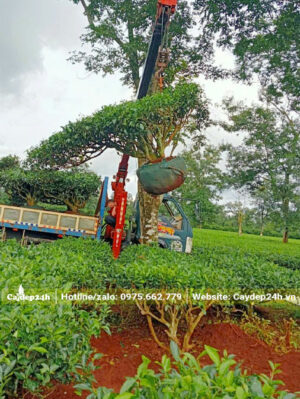 Dùng cần cẩu để di chuyển và nâng cây chè lên thùng xe
