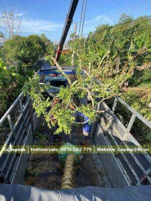 Cẩu số lượng lớn cây sơ ri cổ thụ lên xe đầu kéo