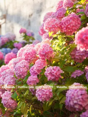 Hoa Cẩm Tú Cầu khoe sắc dưới nắng mai