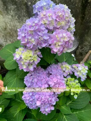 Hoa màu hồng tím siêu đẹp