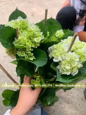 Đóng gói cây hoa Cẩm Tú Cầu cao 50cm, hoa nở nhiều