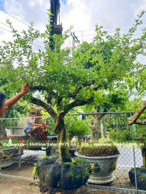 Dùng cần cẩu đưa cây sơ ri kích thước lớn vào chậu trồng