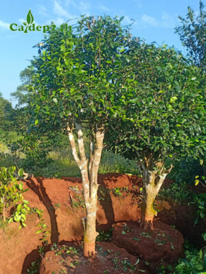 Cây Chè Xanh thân gỗ cao hơn 2m