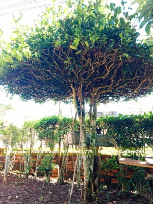 Cây chè xanh bonsai tán ô siêu đẹp