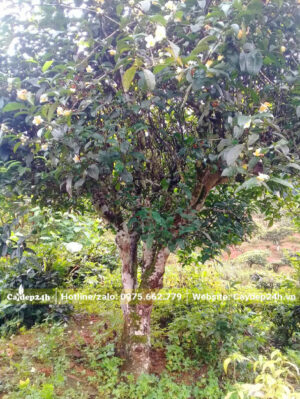 Cây trà xanh cổ thụ nở hoa