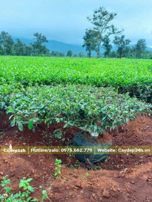 Bứng cây chà xanh dáng bay đẹp