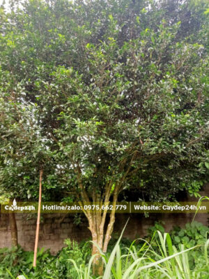 Cây Chè Xanh lâu năm cao 5 - 6m trồng ở góc vườn nhà