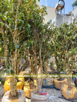 Dâm ủ những cây chè xanh thân gỗ cao 2 - 3m