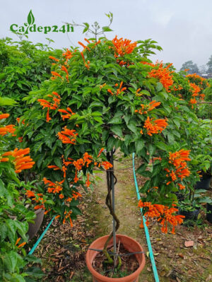 Cây Chùm Ớt Rạng Đông bonsai trồng chậu, nở hoa siêu đẹp