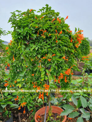 Chậu Chùm Ớt cảnh chiều cao 1m5