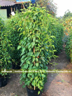 Vườn dưỡng số lượng lớn cây Chùm Ớt Rạng Đông cao gần 2m