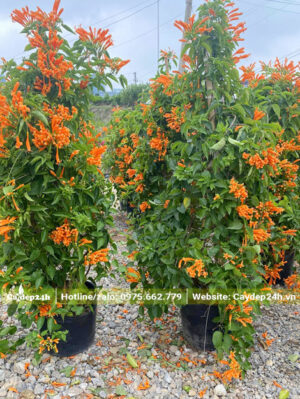 Chùm Ớt thân leo cao hơn 1m, sẵn hoa đẹp