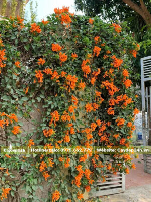 Chùm Ớt leo hàng rào và cổng nhà