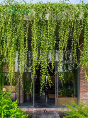 Cây Cúc Tần Ấn Độ trồng trước cửa nhà tạo rèm xanh đẹp