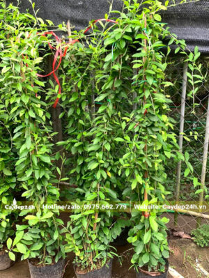 Cúc tần ấn độ cao 1m5