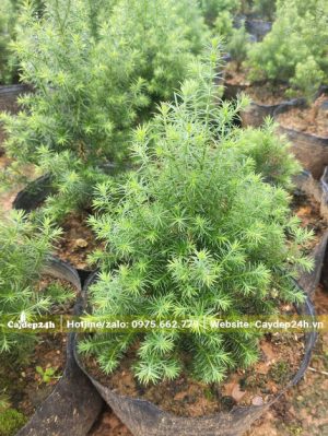 Cây giống Hoàng Đàn cao hơn 20cm