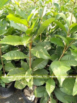 Cây hoa Mai Xanh giống chiều cao 40 - 50cm