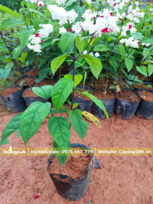 Cây giống Ngọc Nữ giâm cành