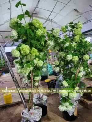 Chiều cao khoảng 2 - 2,5m là giống Cẩm Tú Cầu thân gỗ