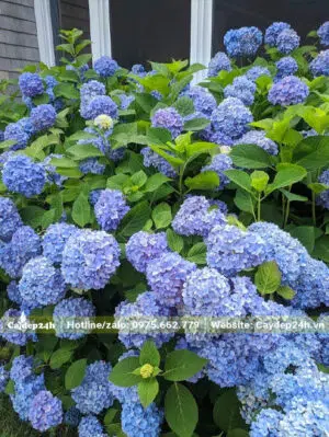 Cây Cẩm Tú Cầu màu xanh lam siêu đẹp