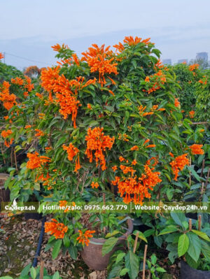 Cây Chùm Ớt nở hoa đẹp