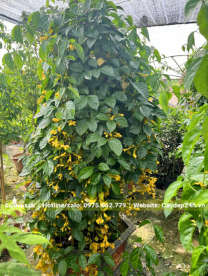 Tán lá sum suê, chiều cao của cây khoảng 2m