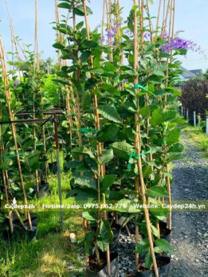 Cây Mai Xanh cao 2m bắt đầu ra hoa