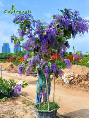 Chậu Mai Xanh Thái siêu hoa, cao khoảng 3m