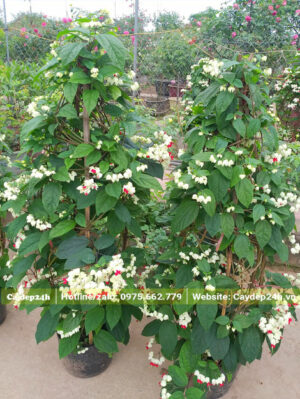Bán cây Ngọc Nữ lâu năm, leo cao gần 2m