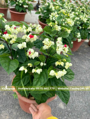 Chậu cây Ngọc Nữ con, chiều cao khoảng 50cm